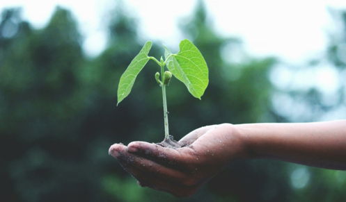 Hand holding seedling